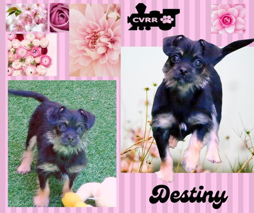 Destiny(Puppy)