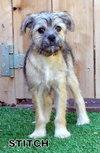 Stitch (Puppy)