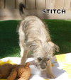 Stitch (Puppy)
