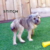 Stitch (Puppy)