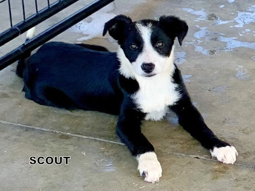 Scout (Puppy)