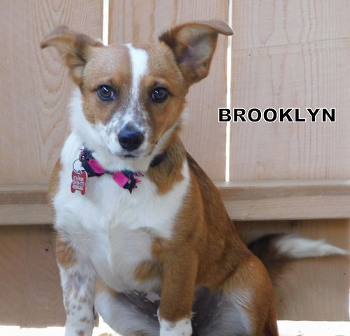 Brooklyn