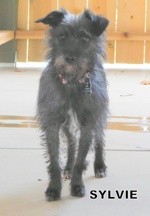 Sylvie