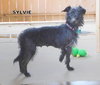 Sylvie