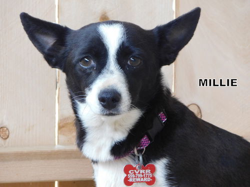 Millie