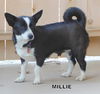 Millie