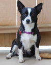 Millie