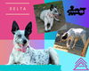 Delta