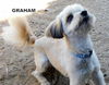 Graham (Ritzy)