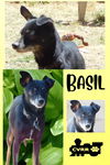 Basil