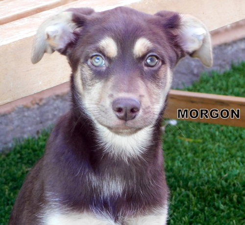 Morgon (Puppy)