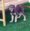 Morgon (Puppy)