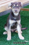 Morgon (Puppy)