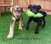 Morgon (Puppy)