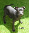 Kami (Puppy)