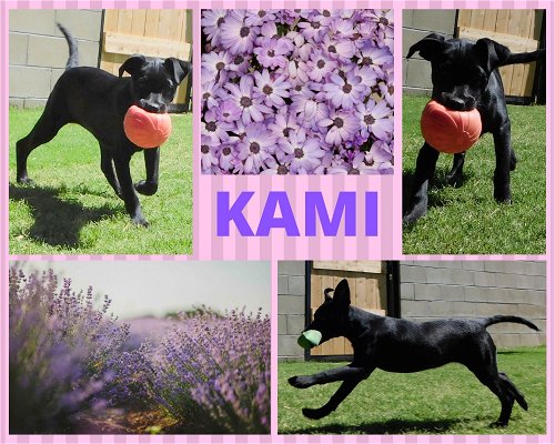 Kami (Puppy)