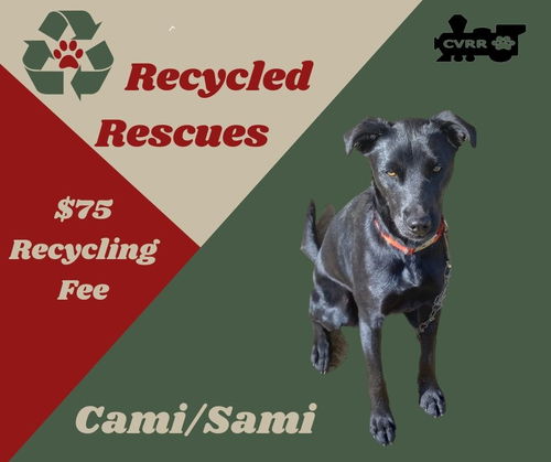 Sami (Recycle)