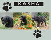 Kasha (Posh Puppy)