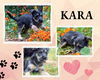 Kara (Posh Puppy)