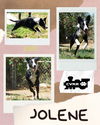 Jolene