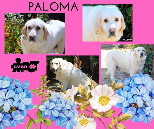 Paloma (GrandPaws)