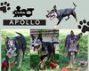 Apollo