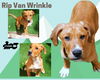 Rip Van Wrinkle (Puppy)