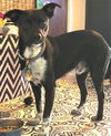 Max the Terrier