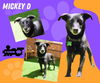 Mickey D (GrandPaws)