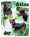 Atlas