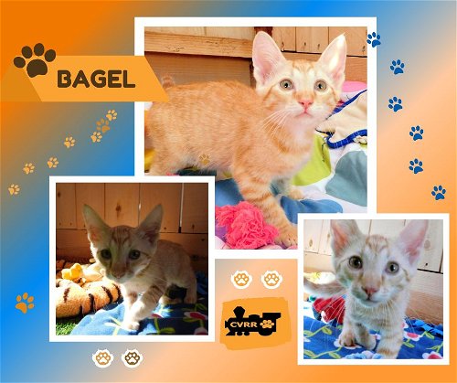 Bagel (Kitten)