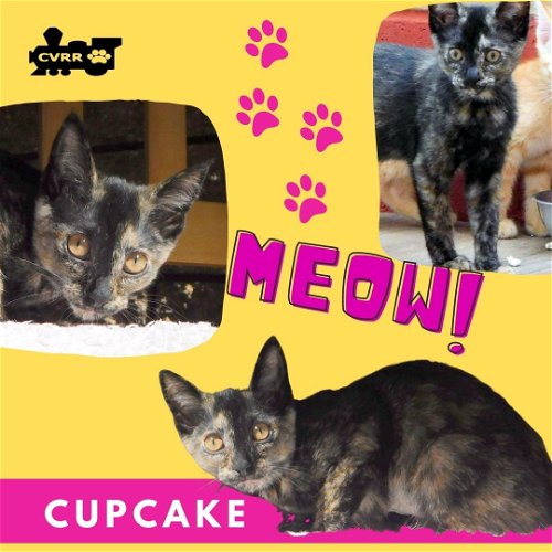 Cupcake (Kitten)