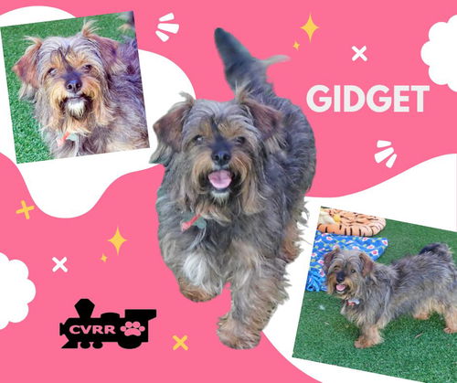 Gidget (Ritzy)