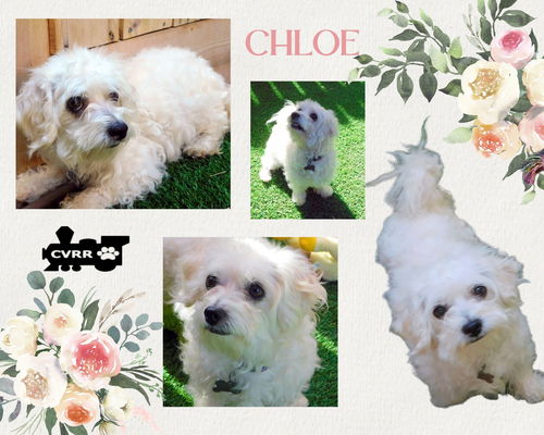 Chloe (Ritzy)