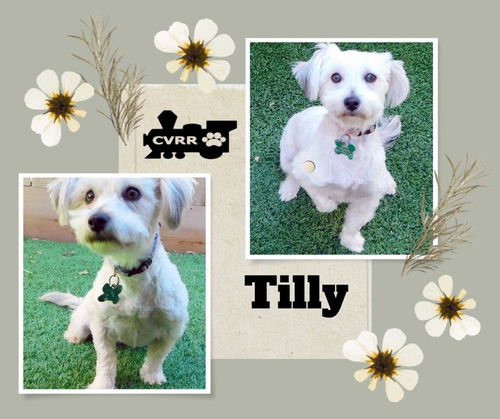 Tilly (Ritzy)