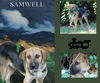 Samwell