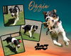 Ozzie