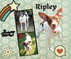 Ripley