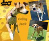 Colby Jack