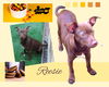 Reesie (Puppy)