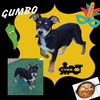 Gumbo