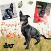 Poppy