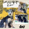 Robin (Puppy)