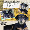 Lark