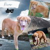 River (Puppy)