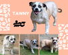 Tawny (Ritzy)
