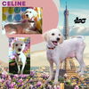 Celine Ritzy)