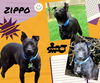 Zippo
