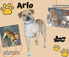 Arlo