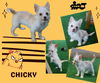 Chicky (Puppy)